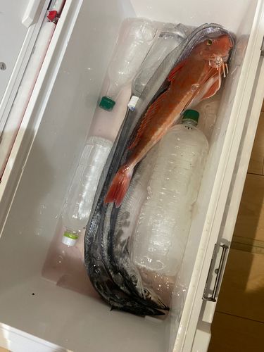 タチウオの釣果
