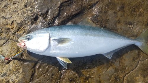 イナダの釣果