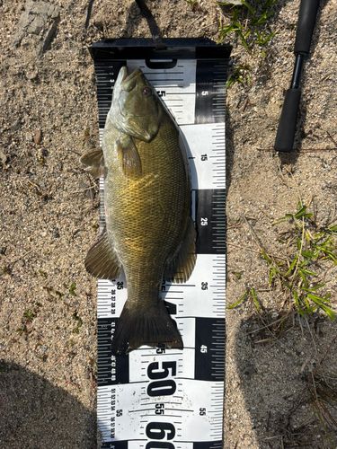 スモールマウスバスの釣果