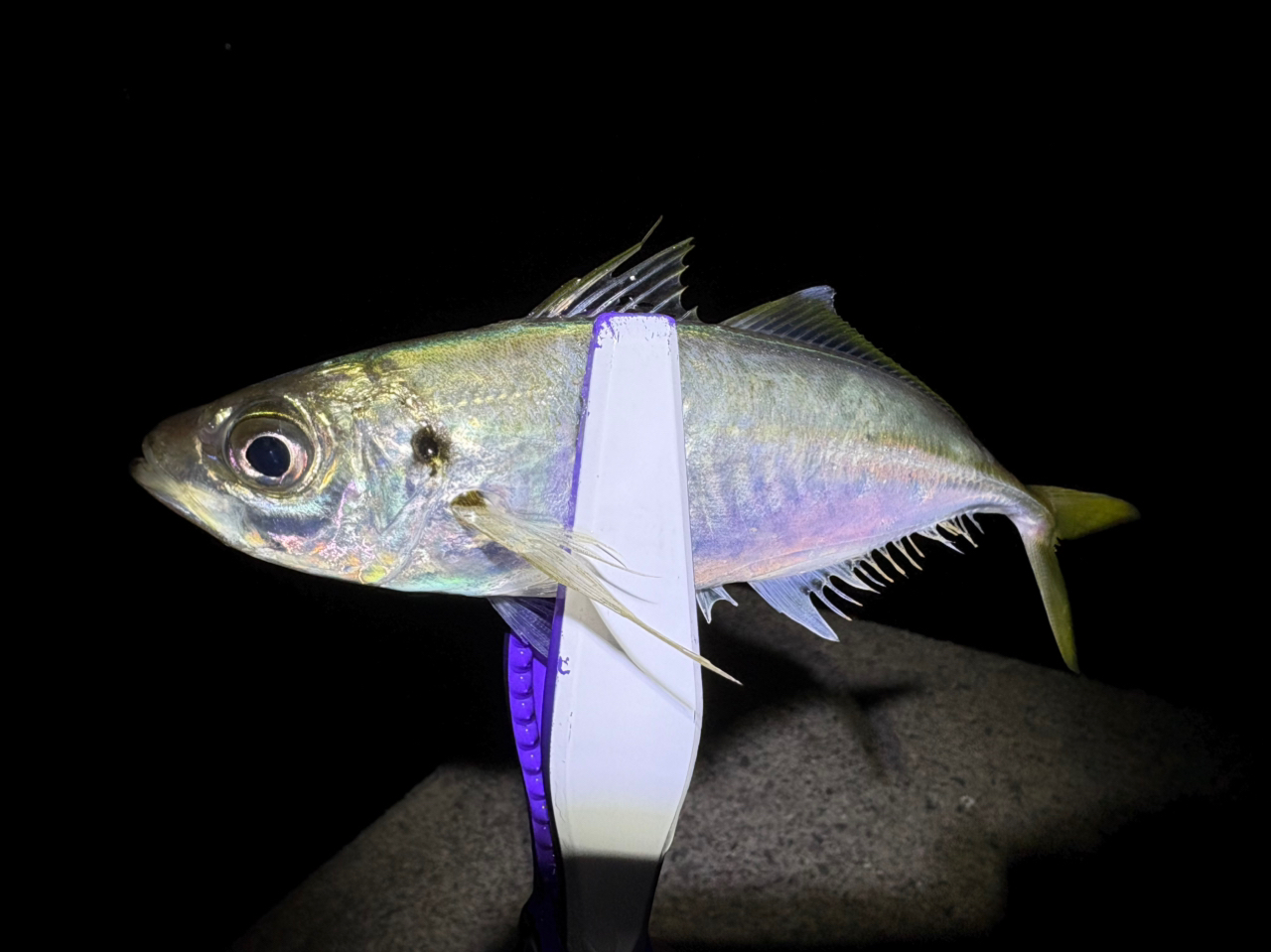 AbuGarcia エラディケーター リアルフィネス プロトタイプの最