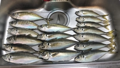 マアジの釣果