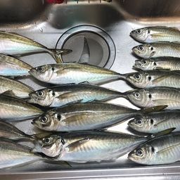 マアジ
