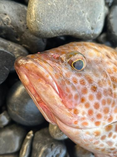 オオモンハタの釣果