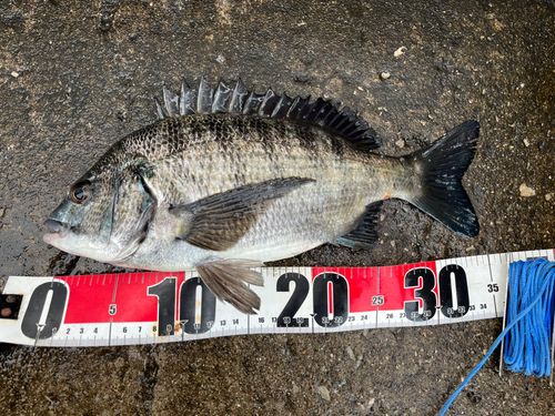 チヌの釣果