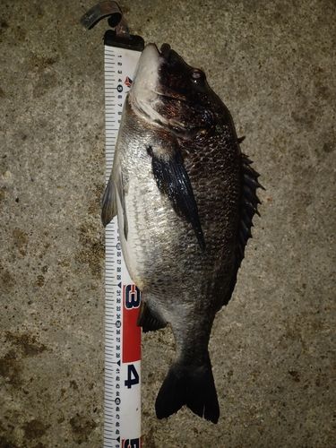 クロダイの釣果