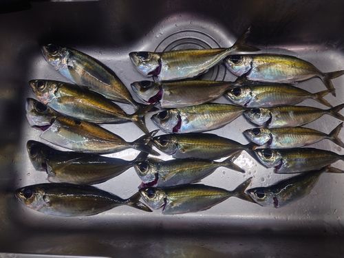 メアジの釣果