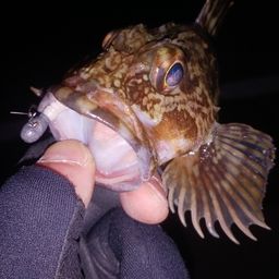 カサゴ