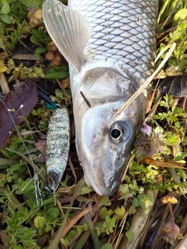 ニゴイの釣果