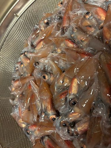 ホタルイカの釣果