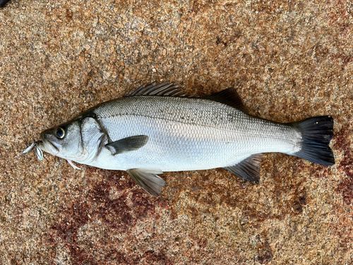 ヒラスズキの釣果
