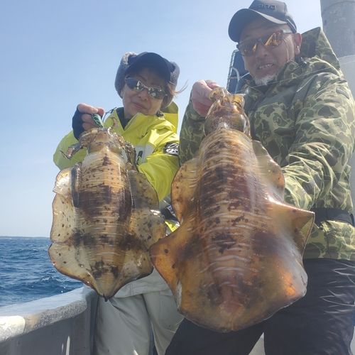 アオリイカの釣果