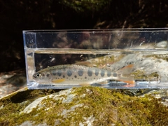 アマゴの釣果