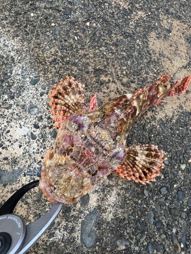 オニカサゴの釣果