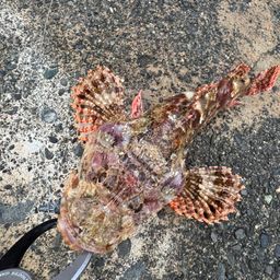 オニカサゴ