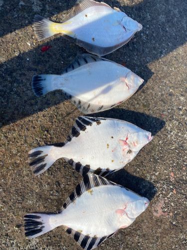 カレイの釣果