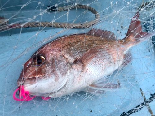 マダイの釣果