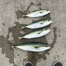 ハマチ