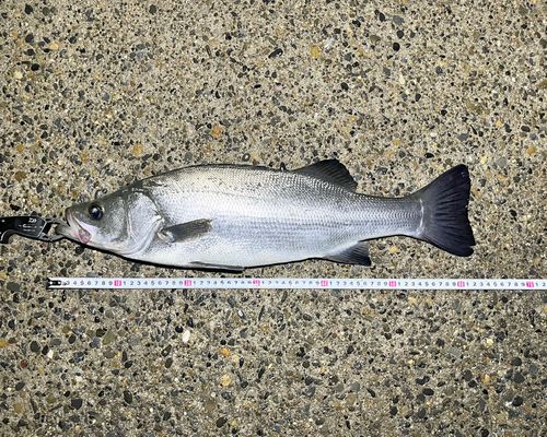 ヒラスズキの釣果