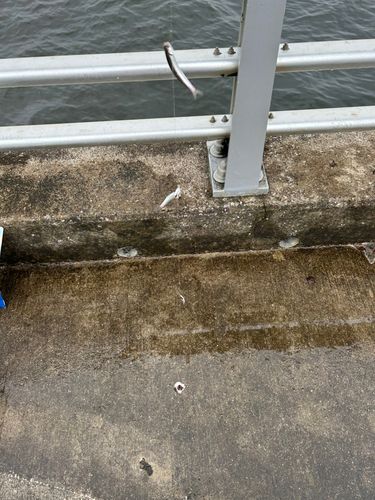 カタクチイワシの釣果
