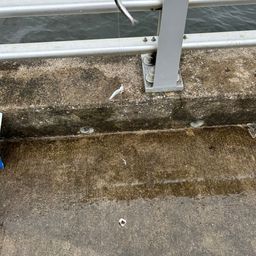 カタクチイワシ