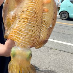 アオリイカ