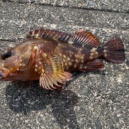 カサゴ