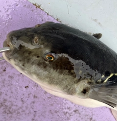 トラフグの釣果