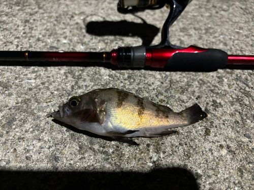 メバルの釣果