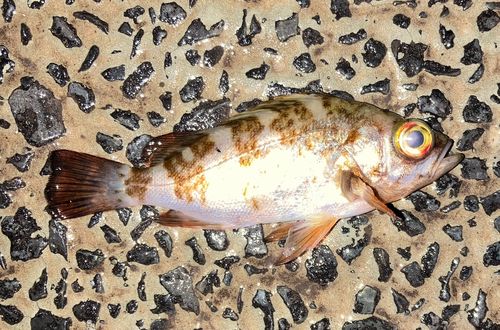 メバルの釣果