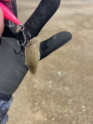 シタビラメの釣果