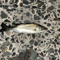 セイゴ（マルスズキ）