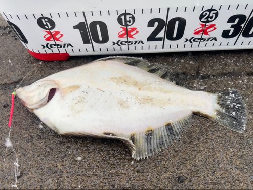 マコガレイの釣果