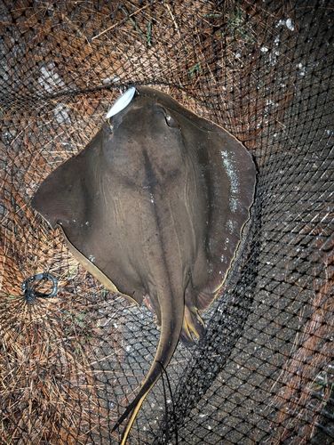 アカエイの釣果