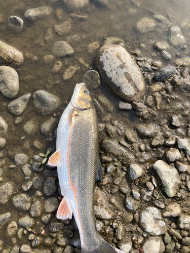 マルタウグイの釣果