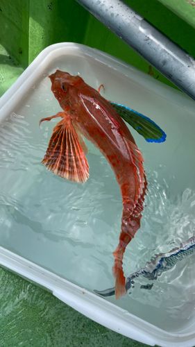 ホウボウの釣果