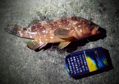 アコウの釣果