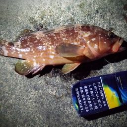 アコウ