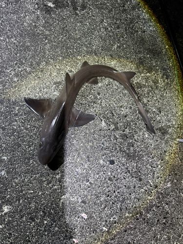 ドチザメの釣果