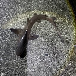 ドチザメ