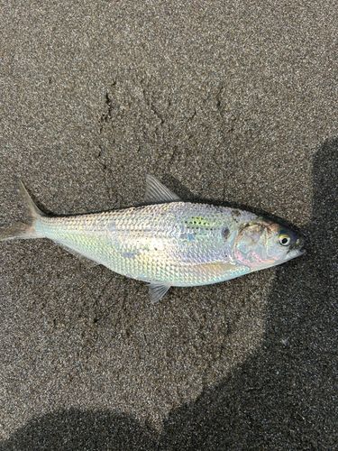 コノシロの釣果