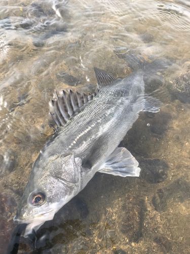 マルスズキの釣果