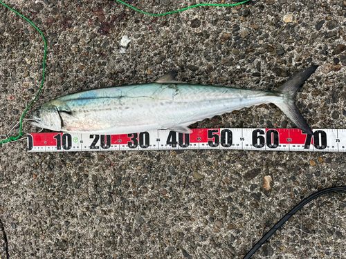 サワラの釣果