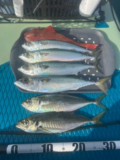 マアジの釣果