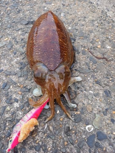 コウイカの釣果