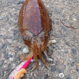 コウイカ