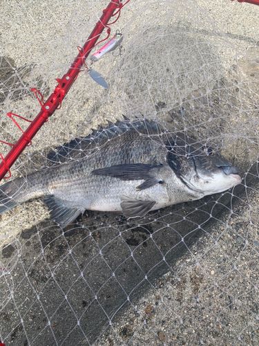 チヌの釣果