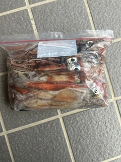 ヤリイカの釣果