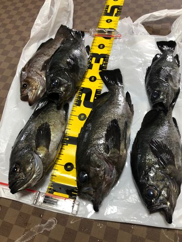 メバルの釣果