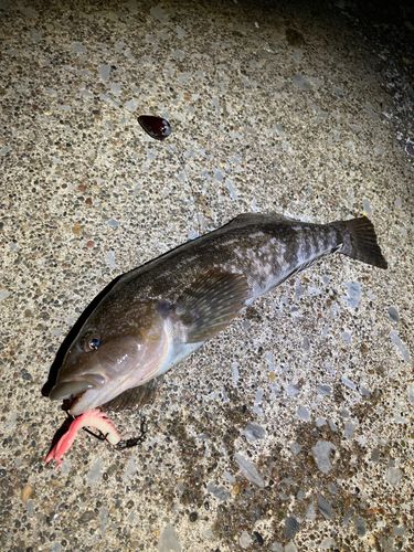 アイナメの釣果