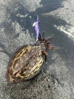 コウイカの釣果